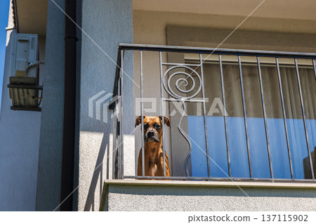 German Boxer dog standing on balcony behind metal railing looking down outdoors German Boxer dog standing on balcony behind metal railing looking down outdoors 137115902