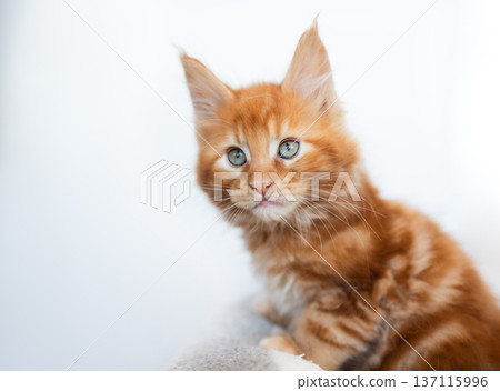 Orange tabby kitten with striking blue eyes, sitting on soft surface, showcasing its playful nature and fluffy fur in a bright, inviting environment 137115996