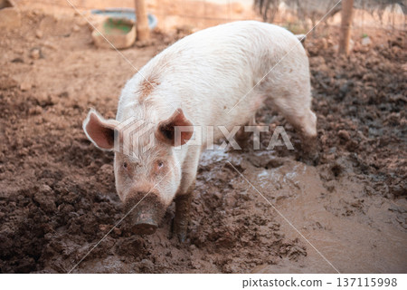 Young pig in a pigsty with a dirty muzzle Young pig in a pigsty with a dirty muzzle 137115998