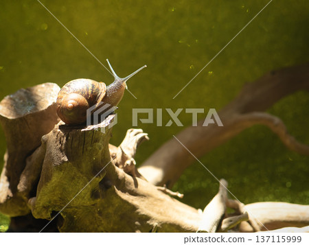 Snail crawls on a wooden poker, beautiful light. 137115999