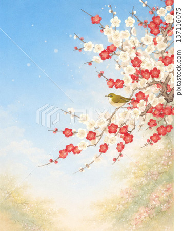 水彩插畫，描繪了紅白梅花和刺繡在藍天下盛開的景象（日式春季背景素材） 137116075