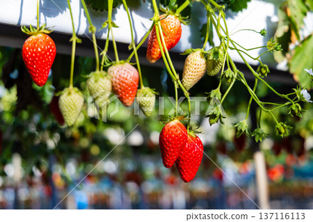 待採的草莓 137116113