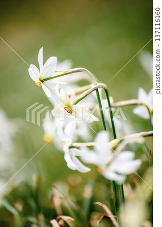 White daffodil narcissus flowers on Golica mountain, Slovenia, at spring. Easter background White daffodil narcissus flowers on Golica mountain, Slovenia, at spring. Easter background 137116160