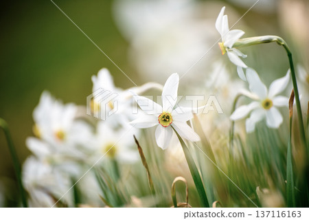 White daffodil narcissus flowers on Golica mountain, Slovenia, at spring. Easter background White daffodil narcissus flowers on Golica mountain, Slovenia, at spring. Easter background 137116163