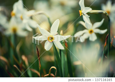 White daffodil narcissus flowers on Golica mountain, Slovenia, at spring. Easter background 137116165