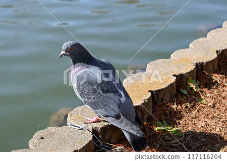 公園裡的鴿子 公園裡的鴿子 137116204