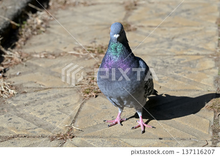 Pigeon in the park Pigeon in the park 137116207