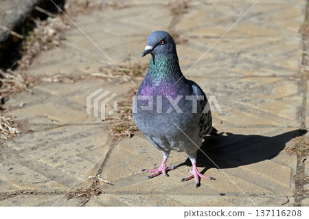 Pigeon in the park Pigeon in the park 137116208
