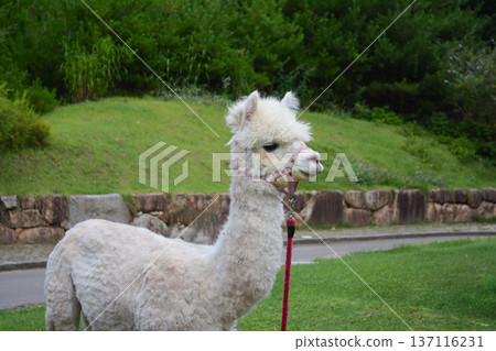一隻白色羊駝在綠色的牧場上側頭看向一旁的特寫鏡頭 137116231