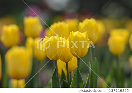 A field of yellow tulips in full bloom... - Stock Photo [137116235] - PIXTA