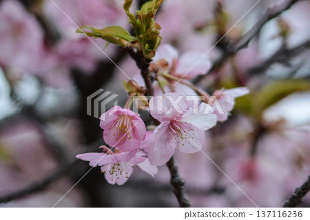 Kawazu cherry blossoms in early spring; their delicate petals are beautiful. 137116236
