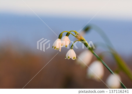 黃昏柔和的光線照耀著雪花。 黃昏柔和的光線照耀著雪花。 137116241