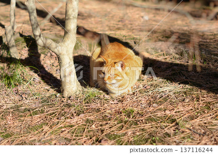 一隻棕色虎斑貓在溫暖的陽光下放鬆地曬太陽 137116244