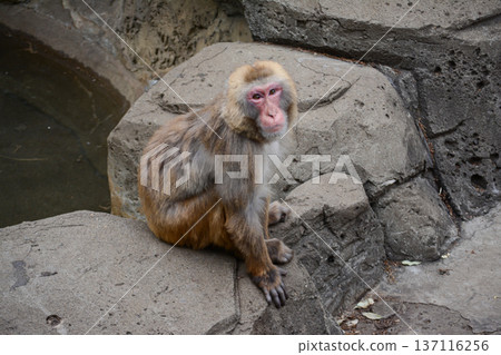 貪婪的猴子 貪婪的猴子 137116256