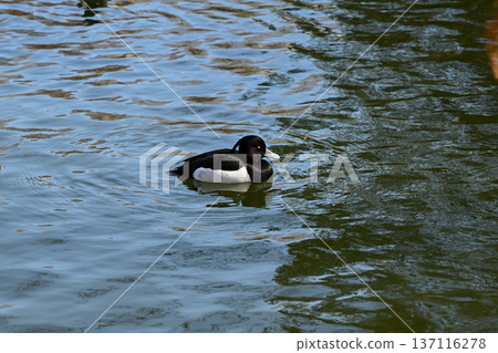 Kinkrochasshuro 137116278