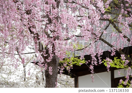 Pinkish weeping cherry tree Pinkish weeping cherry tree 137116330