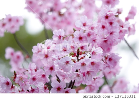 Gentle pink cherry blossoms 137116331