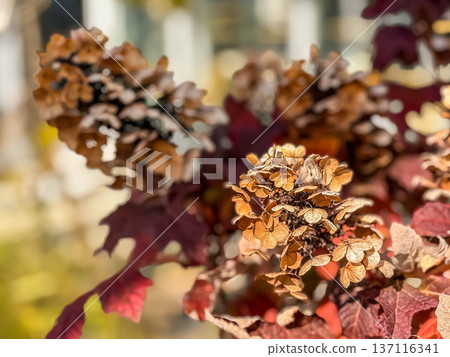 早冬繡球花 早冬繡球花 137116341