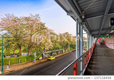 Interior view of an elevated skywalk with exit signs and blooming pink trumpet trees visible through the railings near Chatuchak during the dry season Interior view of an elevated skywalk with exit signs and blooming pink trumpet trees visible through the railings near Chatuchak during the dry season 137116456