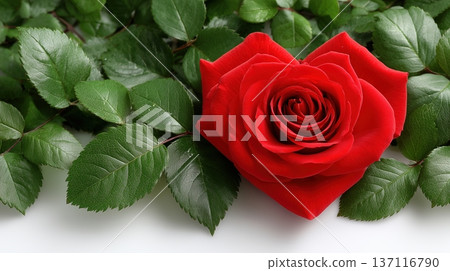 Heart Shaped Red Rose on Green Leaves Isolated...-插圖素材 [137116790 ...