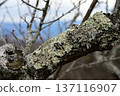 Lichen attached to the trunk of a plum tree 137116907