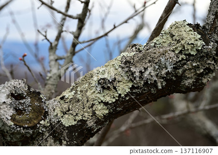 Lichen attached to the trunk of a plum tree Lichen attached to the trunk of a plum tree 137116907