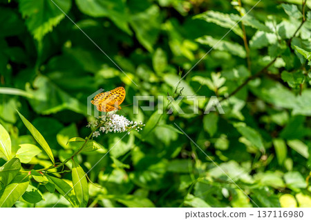 Summer Day - The Tiger's Tail and the Leopard Butterfly 137116980