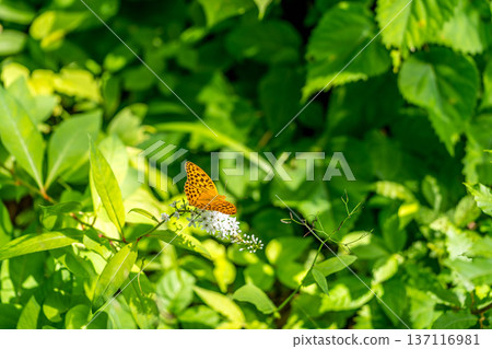 Summer Day - The Tiger's Tail and the Leopard Butterfly 137116981