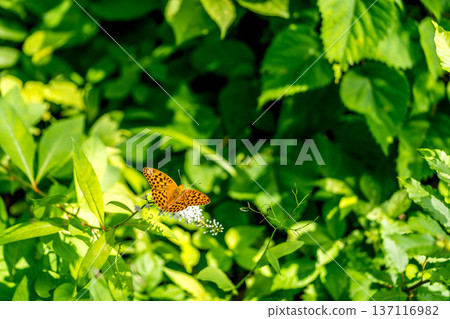 Summer Day - The Tiger's Tail and the Leopard Butterfly 137116982