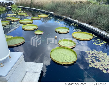 植物園池塘中漂浮著睡蓮葉片，倒映在水面上。 137117484