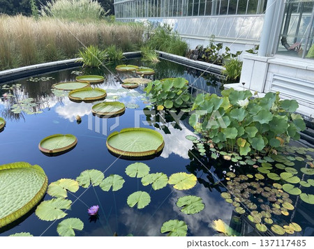 植物園景色，包括睡蓮池、熱帶植物以及玻璃溫室。 137117485