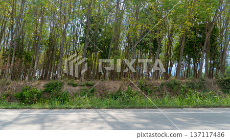 Horizontal or Landscape view of asphalt road. Background of rubber tree forest on hills and shadows cast on the road. Popular horticultural crops grown in Thailand. Horizontal or Landscape view of asphalt road. Background of rubber tree forest on hills and shadows cast on the road. Popular horticultural crops grown in Thailand. 137117486