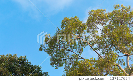 Top of big trees with branches spreading out with lush green leaves. Under clar blue sky. 137117634
