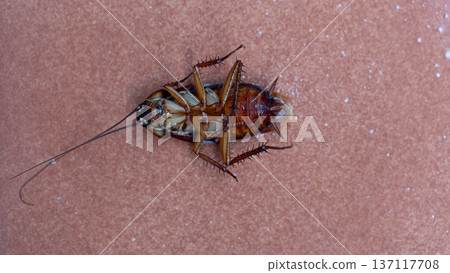 An adult cockroach lying on its back to play dead. Incredibly clever behavior of cockroaches. On a light red tiled floor. 137117708