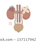 圖示：腎臟和膀胱看起來不健康，上面纏著繃帶。 137117942