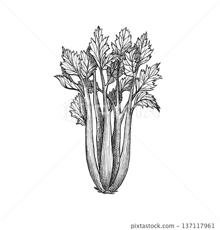Fresh green celery sticks and leaves. Healthy organic celery stalks, crunchy vegetable for salad and green smoothie. Vector design. Raw vegan food element for farm market or grocery store, vegan menu 137117961