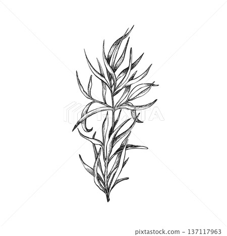 Fresh tarragon sprigs with leaves. Vector graphic illustration of Artemisia dracunculus branch. Organic herb for lemonade and cooking. Fresh spicy aromatic plant, seasoning and sauce design Fresh tarragon sprigs with leaves. Vector graphic illustration of Artemisia dracunculus branch. Organic herb for lemonade and cooking. Fresh spicy aromatic plant, seasoning and sauce design 137117963