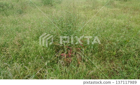 Vacant land, wasteland, weeds, land, vacant lot Vacant land, wasteland, weeds, land, vacant lot 137117989