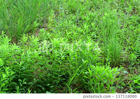 Vacant land, wasteland, weeds, land, vacant lot Vacant land, wasteland, weeds, land, vacant lot 137118000