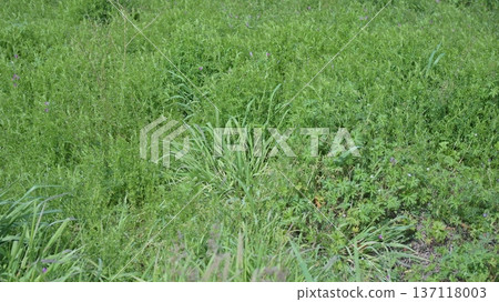 Vacant land, wasteland, weeds, land, vacant lot Vacant land, wasteland, weeds, land, vacant lot 137118003