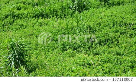 Vacant land, wasteland, weeds, land, vacant lot 137118007