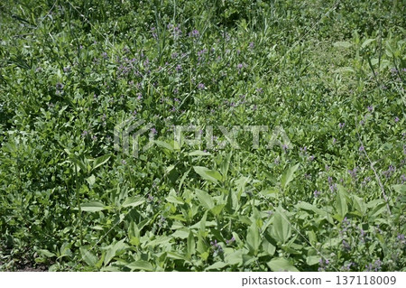 Vacant land, wasteland, weeds, land, vacant lot 137118009