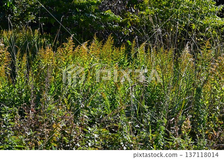 Vacant land, wasteland, weeds, land, vacant lot Vacant land, wasteland, weeds, land, vacant lot 137118014