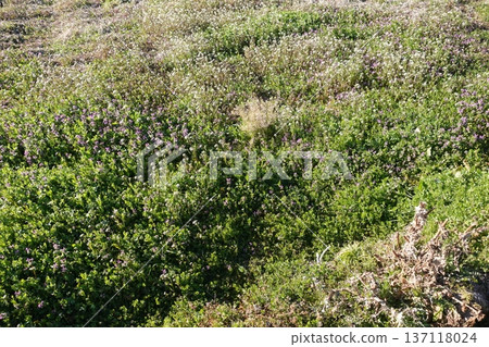 Vacant land, wasteland, weeds, land, vacant lot 137118024