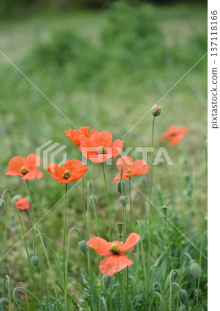 Nagamishiba flower 137118166