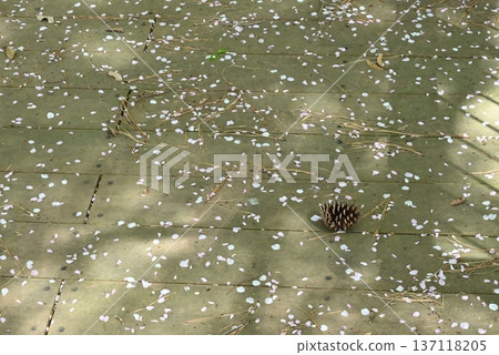 Pine cones and cherry blossom petals on a deck bathed in sunlight filtering through the trees Pine cones and cherry blossom petals on a deck bathed in sunlight filtering through the trees 137118205