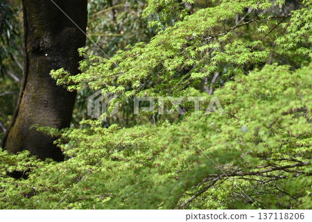 Maple flowers and fresh greenery in the park in April 137118206