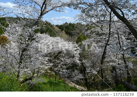 April: Cherry blossoms at Takiya Park in Osaka Prefecture 137118239