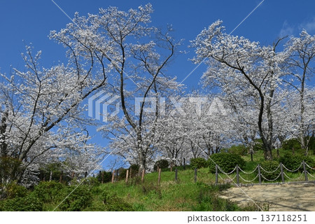April: Cherry blossoms at Takiya Park in Osaka Prefecture 137118251
