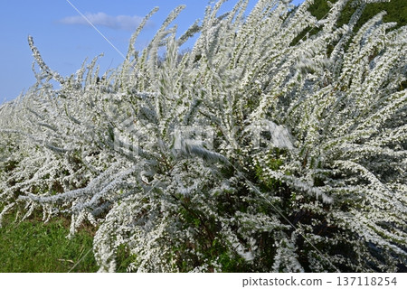 Spiraea swaying in the wind in Osaka in April 137118254